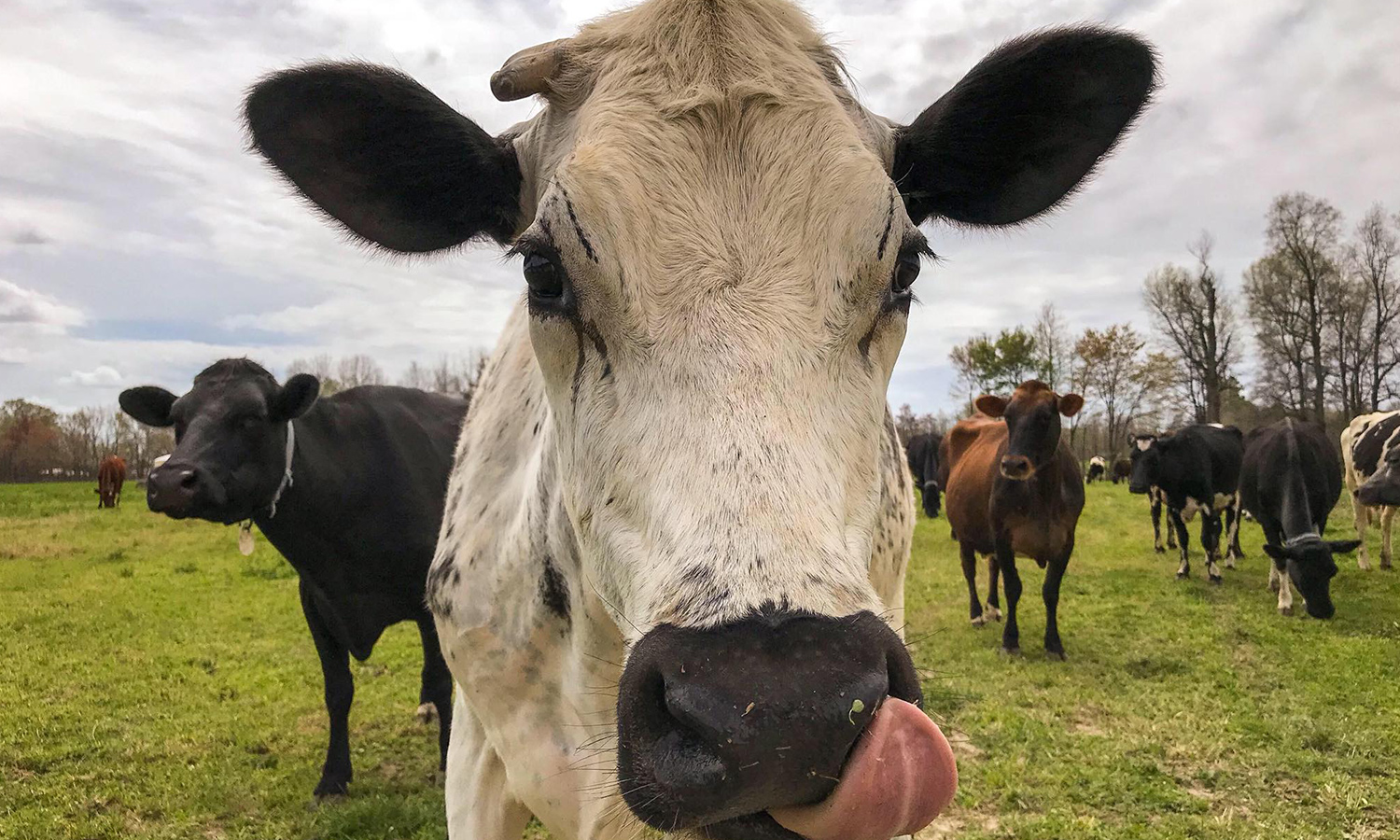 Last Call for the Maryland Ice Cream Trail » Maryland Road Trips