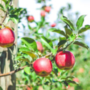 Catoctin Mountain Orchard