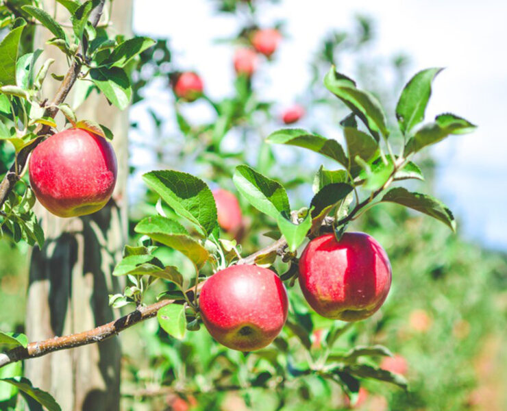 Catoctin Mountain Orchard
