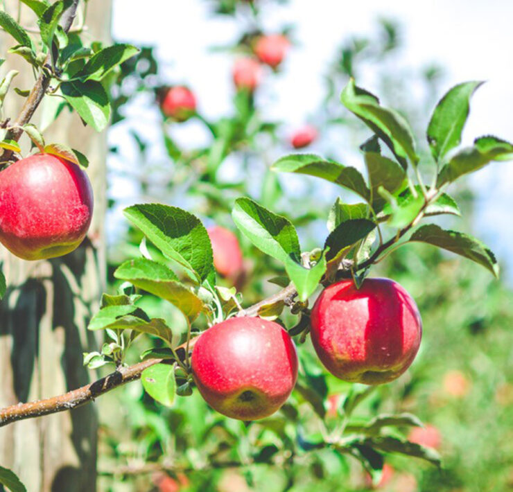 Catoctin Mountain Orchard