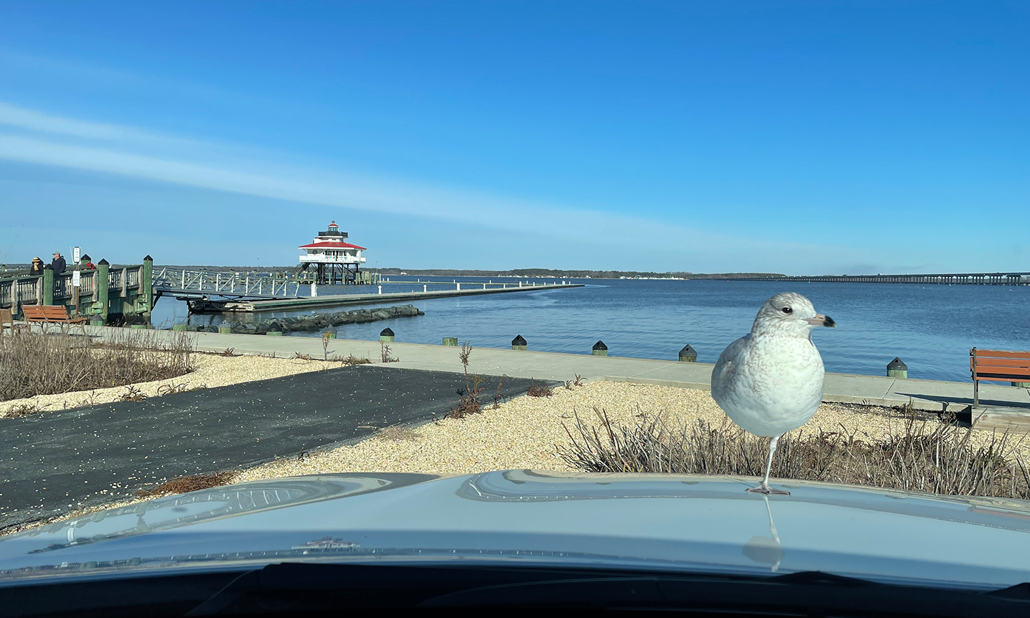 Fowl Play on the Eastern Shore » Maryland Road Trips