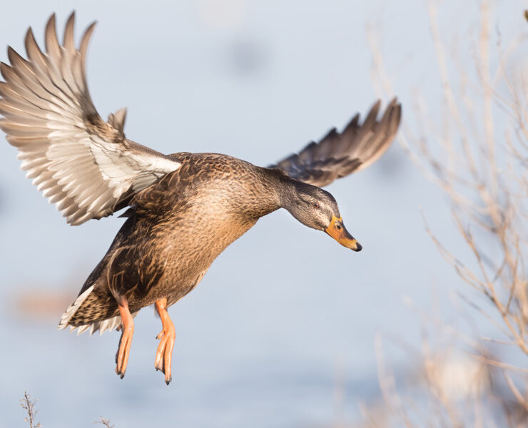 A Mallard Hen In Flight, Captured at Oakley Street in Cambridge