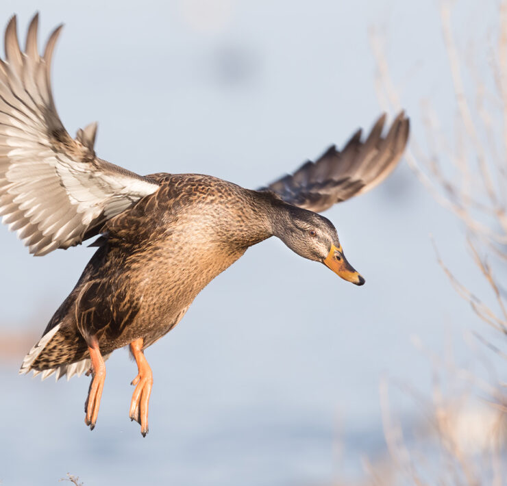 A Mallard Hen In Flight, Captured at Oakley Street in Cambridge