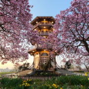 Patterson Park Pagoda behind blooming cherry trees