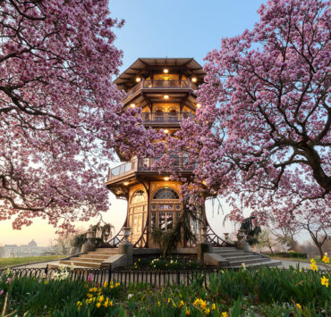 Patterson Park Pagoda behind blooming cherry trees