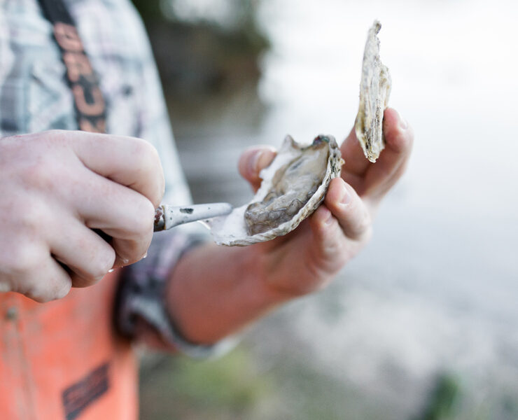 True Chesapeake Oyster Co.