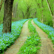 Green leaves with tire path through them and trees alongside the sides of the image
