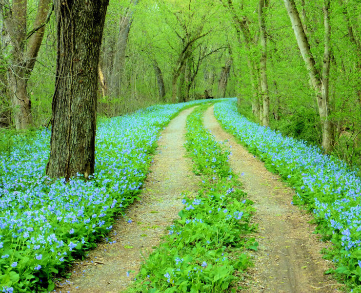 Green leaves with tire path through them and trees alongside the sides of the image
