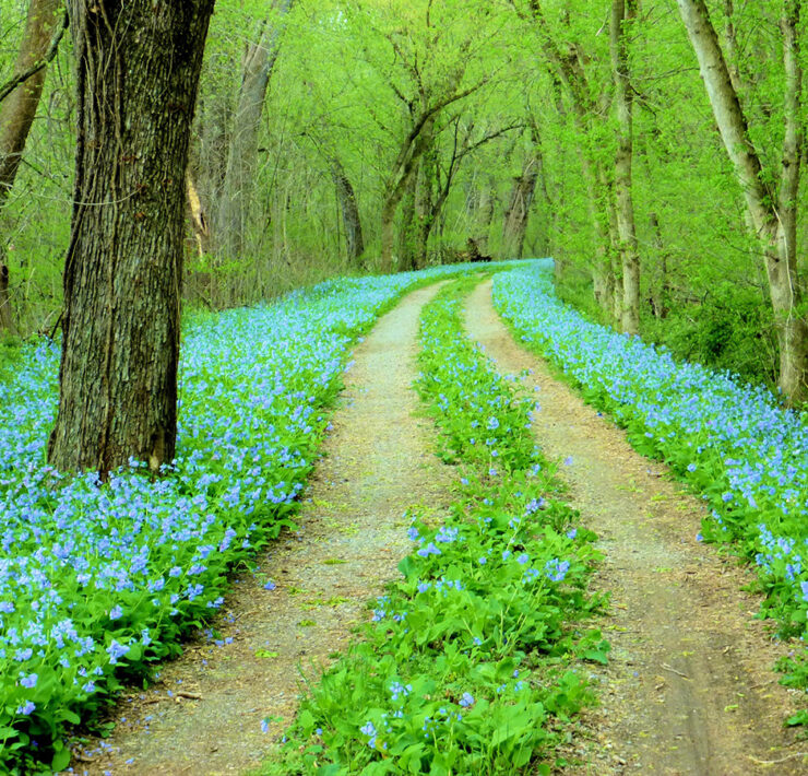 Green leaves with tire path through them and trees alongside the sides of the image