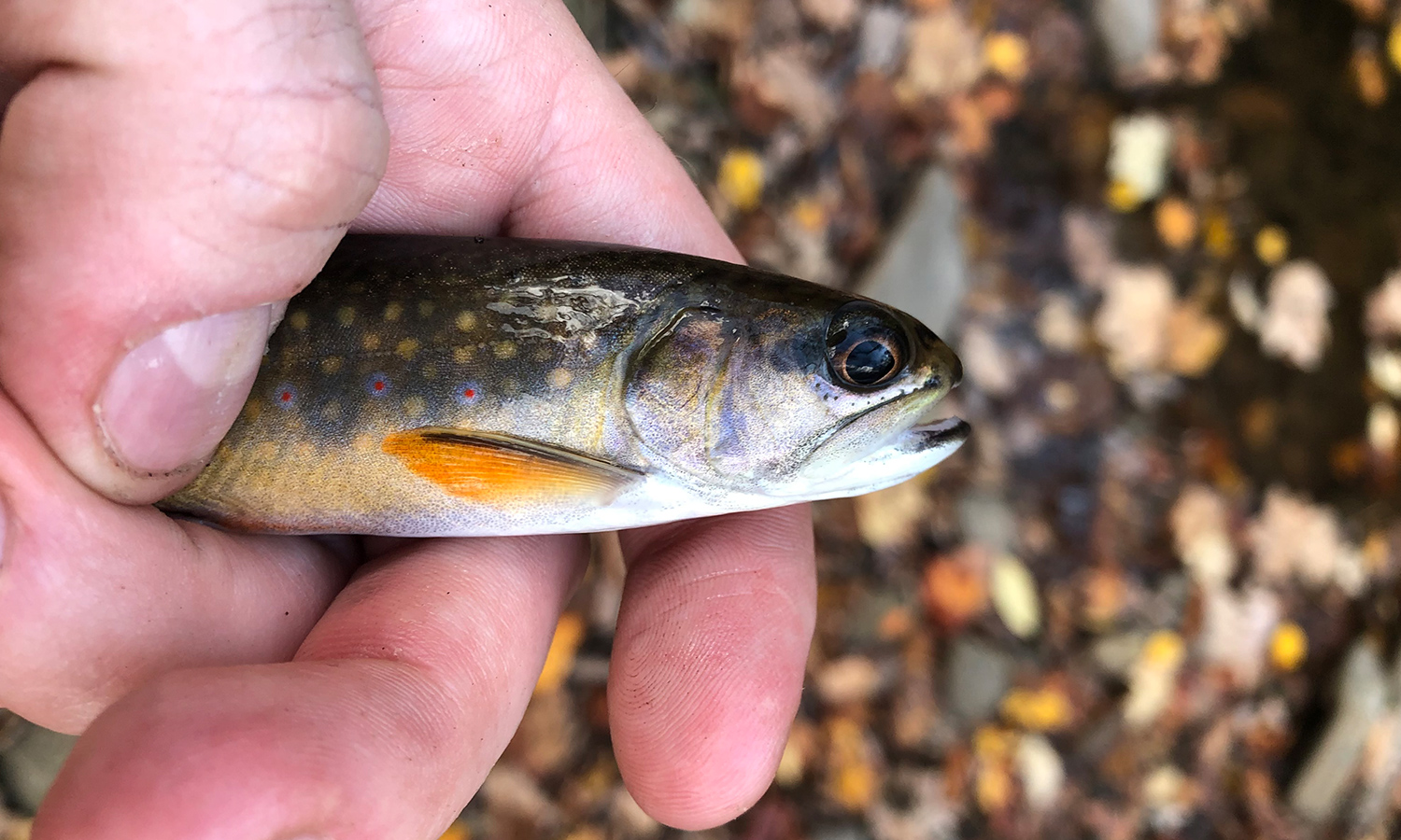 Trout Hike - Savage (MD - Bloomington) - CatchGuide Outdoors