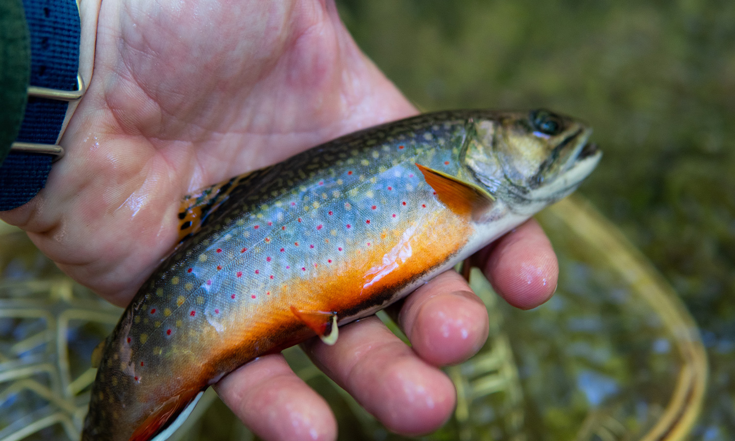 Fly Fishing for Backcountry Brook Trout in Western Maryland