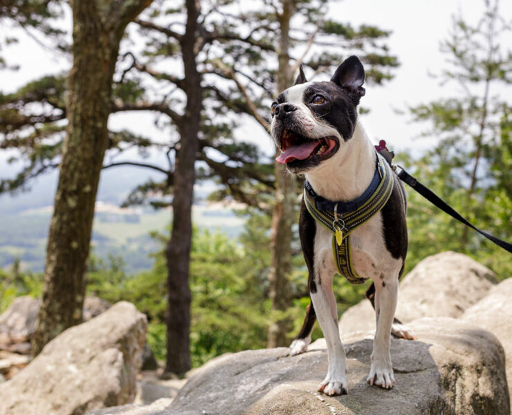 Ollie, the author’s dog, on Sugarloaf Mountain
