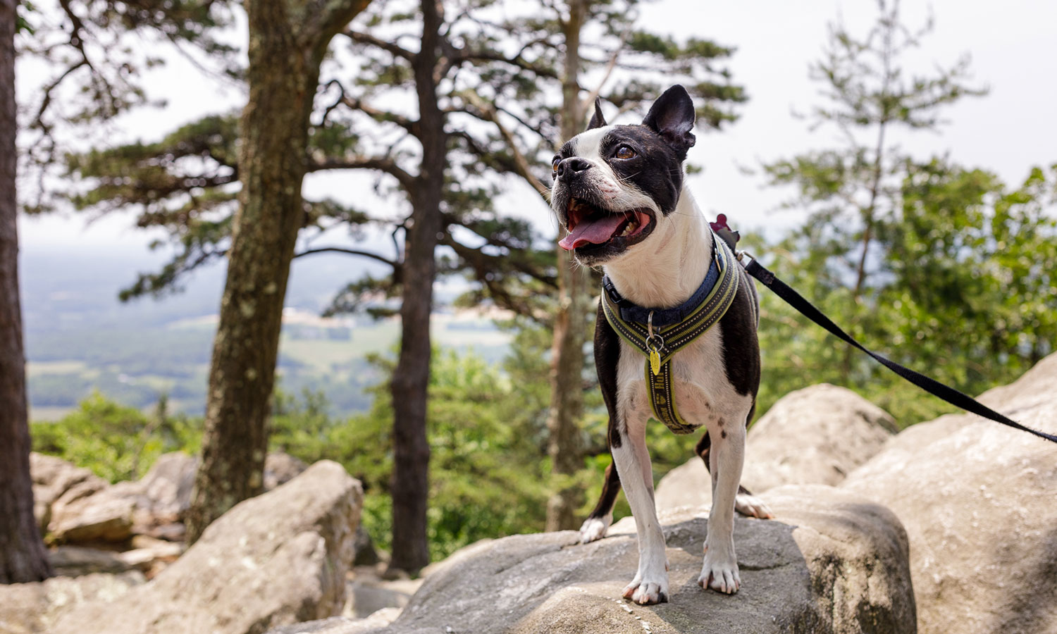 Boston hotsell terrier hiking