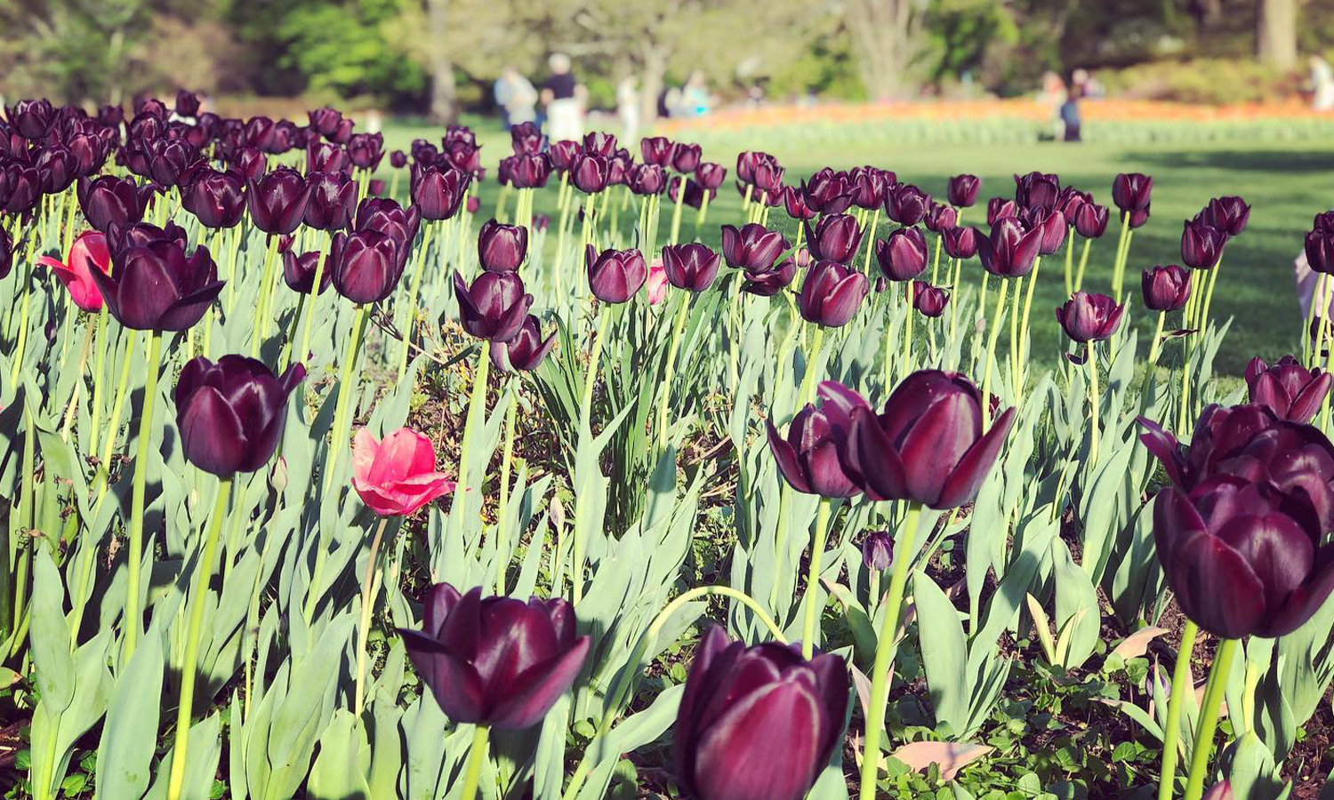 Sherwood Gardens