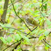 An Ovenbird spotted in Western Maryland