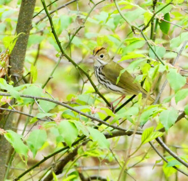 An Ovenbird spotted in Western Maryland