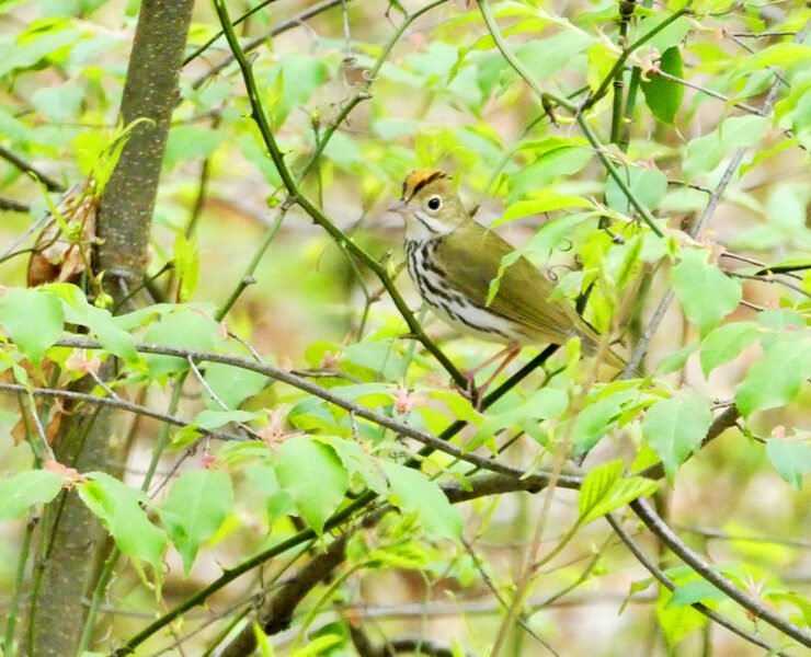 An Ovenbird spotted in Western Maryland