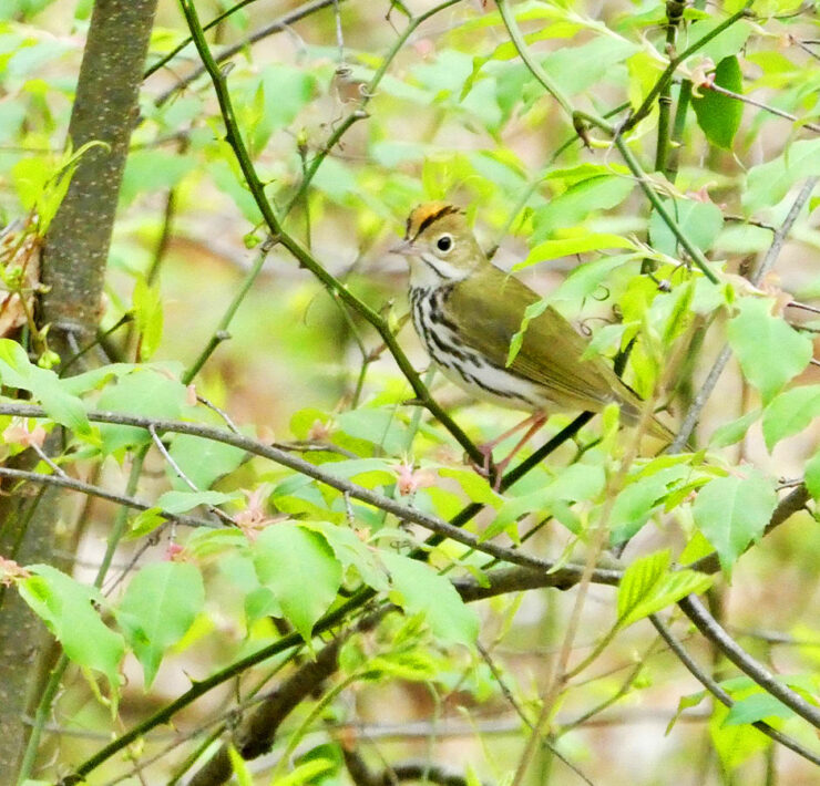 An Ovenbird spotted in Western Maryland