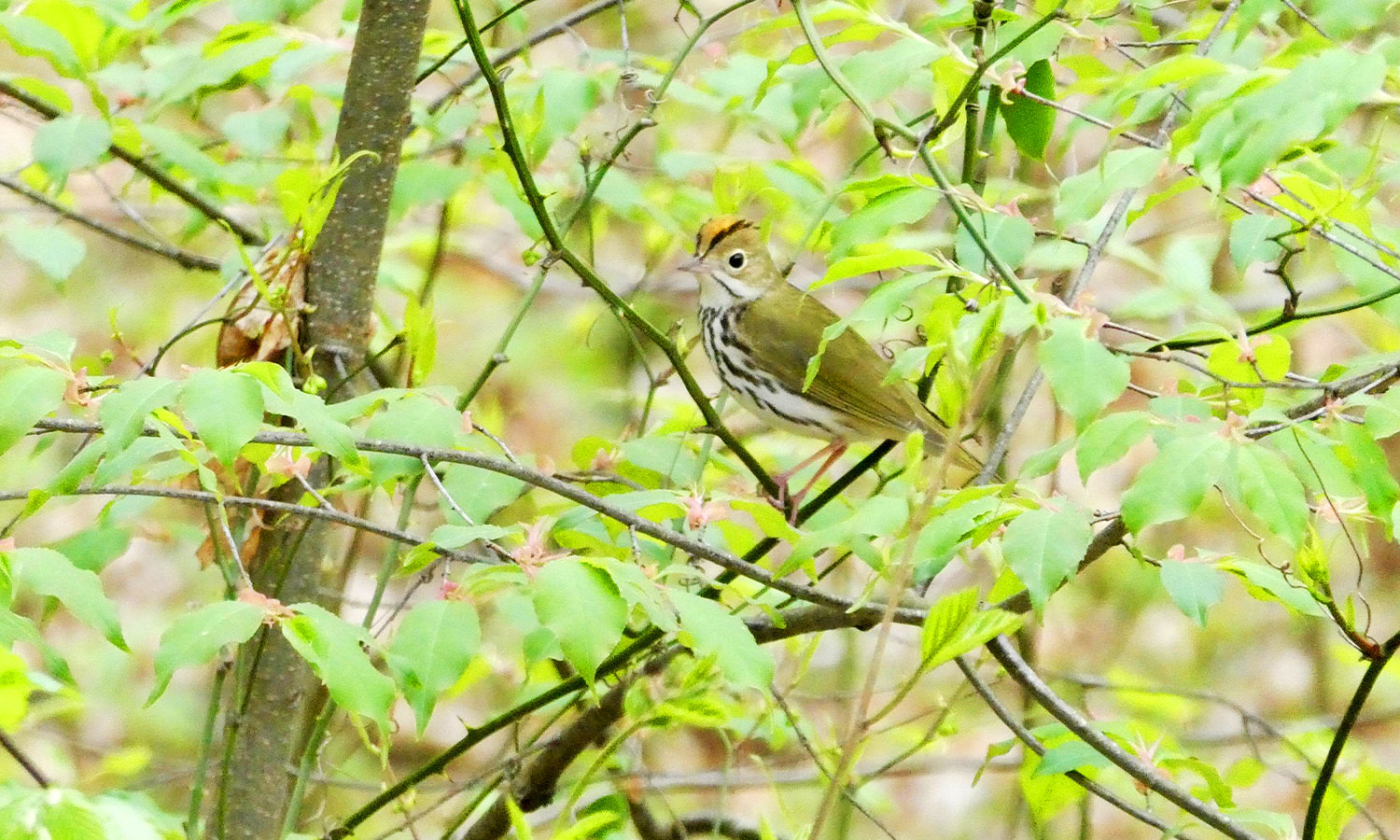 An Ovenbird spotted in Western Maryland