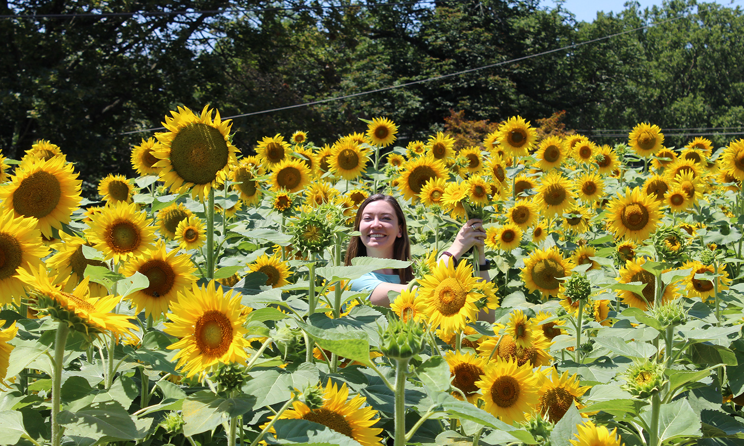 A 'field of her dreams': Man plants thousands of sunflowers to