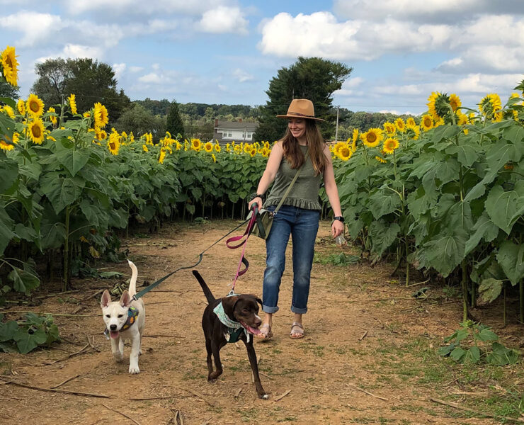 A woman with two dogs on leashes in a sunflower garden
