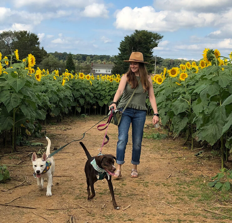 A woman with two dogs on leashes in a sunflower garden