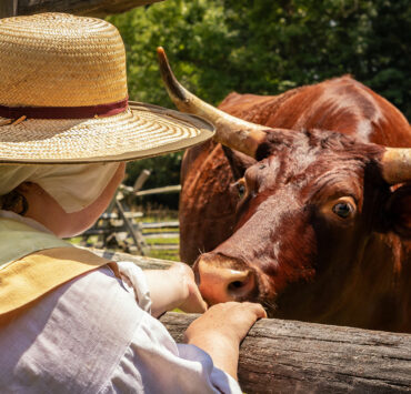 Interact with heritage breed animals at Godiah Spray Tobacco Plantation at Historic St. Mary’s City
