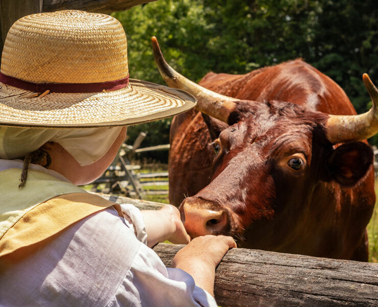 Interact with heritage breed animals at Godiah Spray Tobacco Plantation at Historic St. Mary’s City