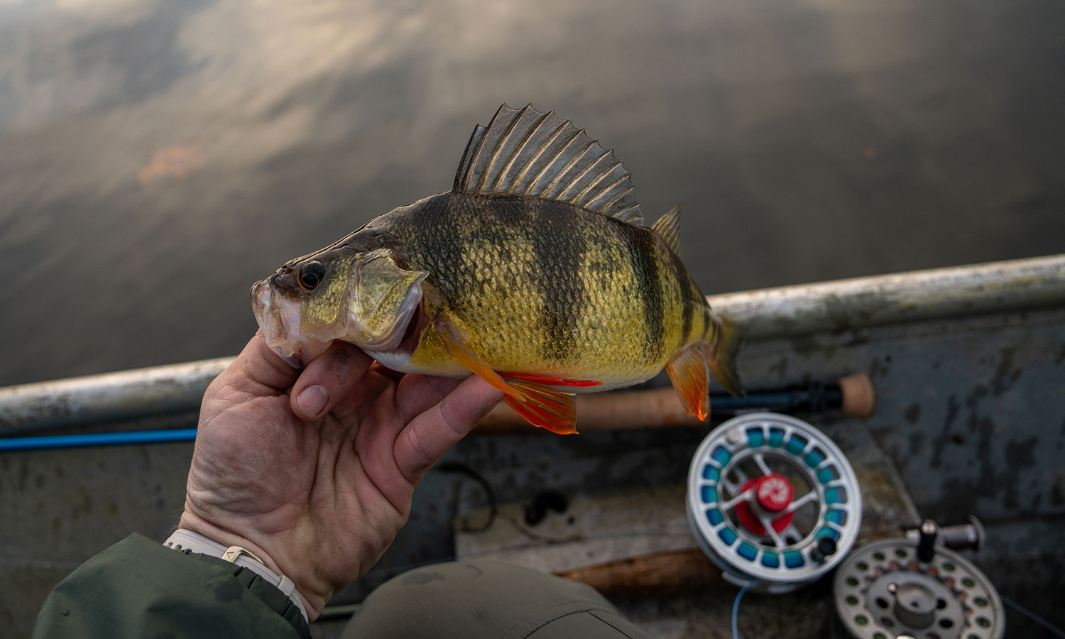 Perch 'n Pickerel! - Reel Chesapeake