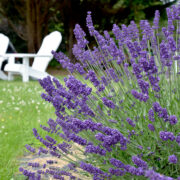 Kharis Lavender Fields