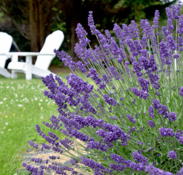Kharis Lavender Fields