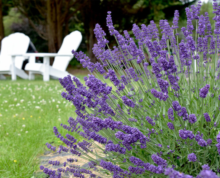 Kharis Lavender Fields