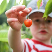 kid picking cherries