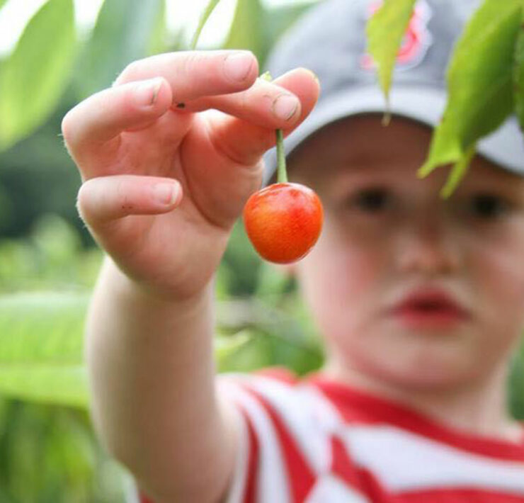 kid picking cherries