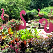 Flamingos in a garden