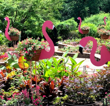 Flamingos in a garden