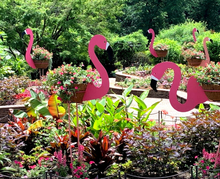 Flamingos in a garden