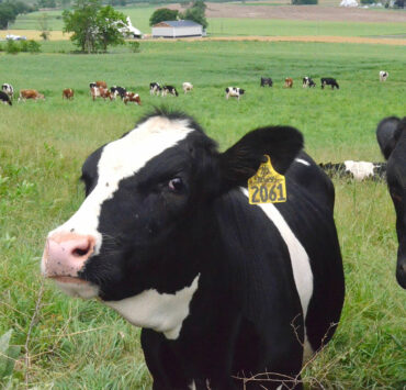 cows in a field