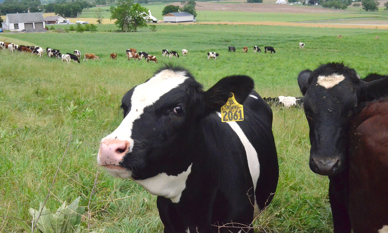 cows in a field