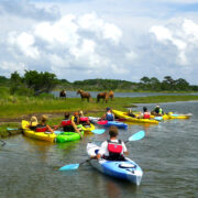 Assateague Outfitters kayak group near wild ponies