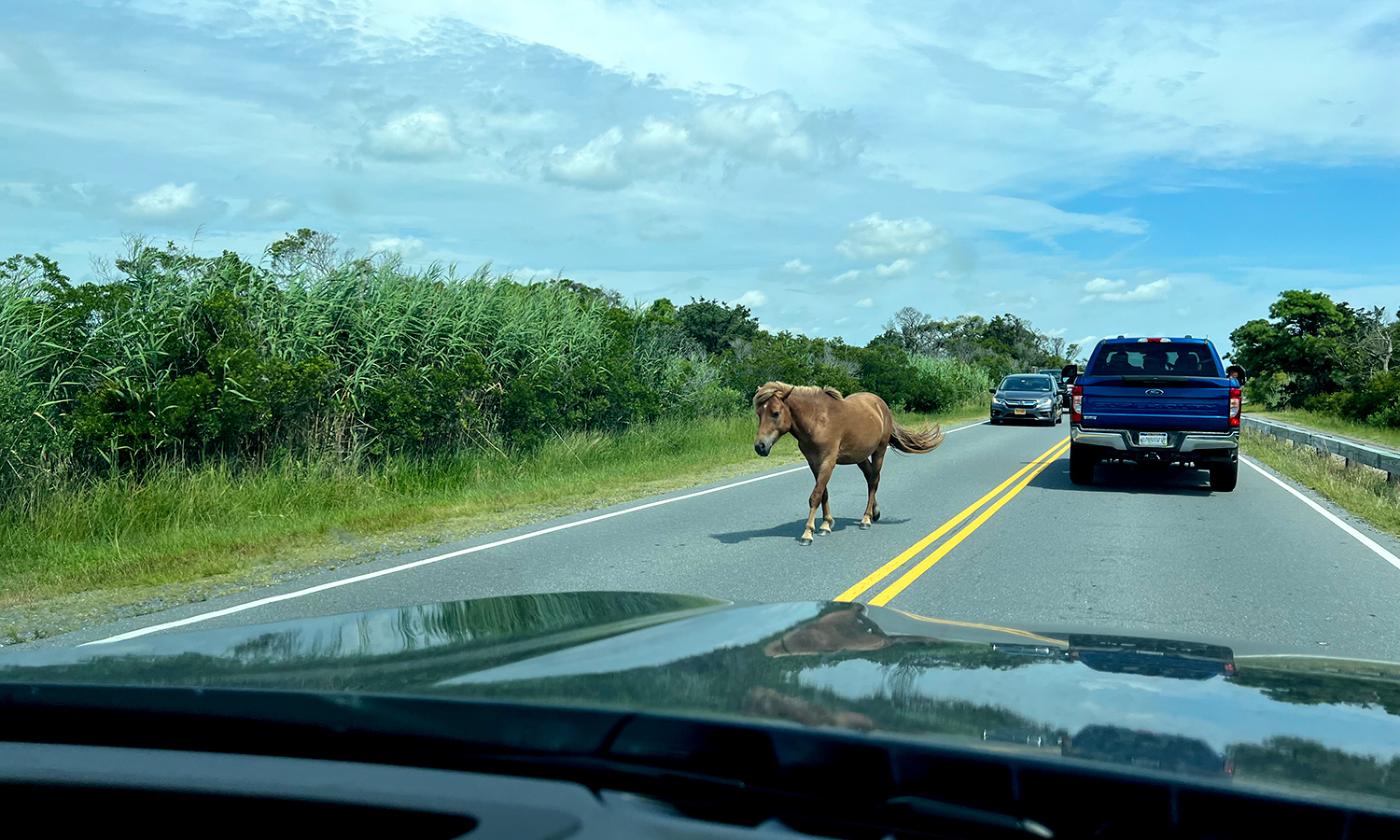 Wild pony in the street