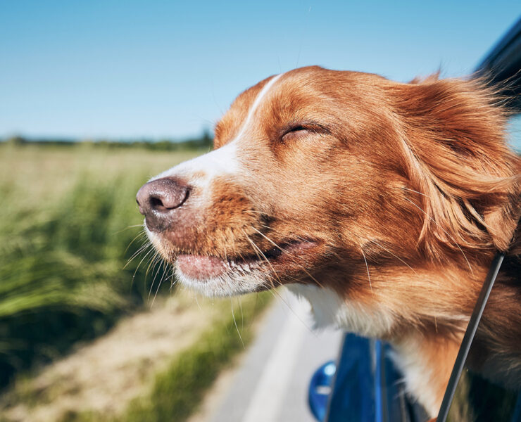 Retriever dog with head out the window of a car