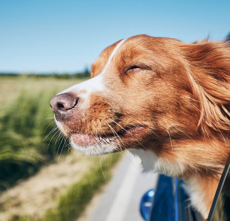 Retriever dog with head out the window of a car