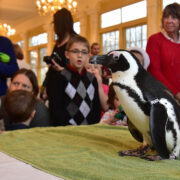Penguin at breakfast with the animals at the zoo