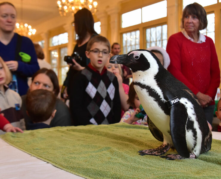Penguin at breakfast with the animals at the zoo