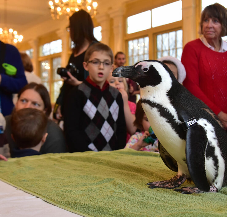 Penguin at breakfast with the animals at the zoo