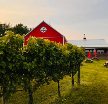 barn and vineyard