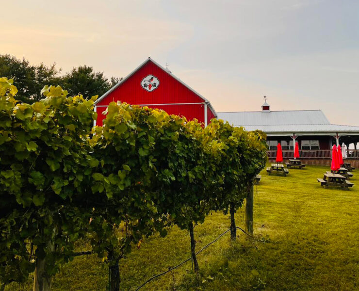 barn and vineyard