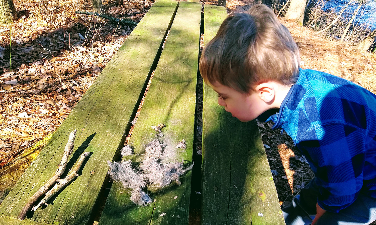 The author’s son discovers an owl pellet at Nasswango Creek Presrve in Worcester County, MD.