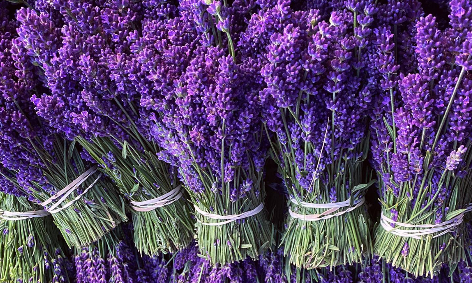 Lavender Bunches